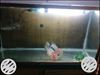 Flower horn for sale